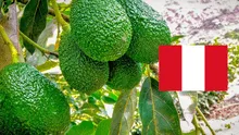 ¡Histórico! Palta peruana rompe récord en exportaciones: aumentó un 32% en comparación al 2024