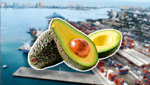 Este es el país de Sudamérica que rompe récord mundial de exportación de palta en lo que va del 2025