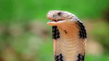 Niño de un año mordió una serpiente en la India y terminó matándola: menor se desmayó y fue llevado al hospital