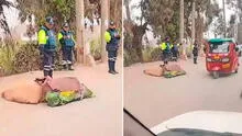 Dos cuerpos de hombres fueron hallados dentro de un costal en Lomas de Carabayllo: peritos recogen evidencias