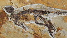 Un nuevo fósil revela que los dinosaurios no rugían como lo imaginábamos, sino que cantaban como los pájaros