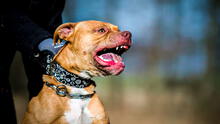 Niño de 7 años muere en brutal ataque de 9 perros pitbulls mientras abuela intentaba defenderla: sacrificaron a canes en Alabama