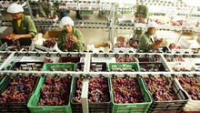 Exportaciones de frutas peruanas suman más de US$2.300 millones por alta demanda de uvas, paltas y mangos