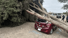 Tormenta de arena en Ica: automóvil es destrozado tras caída de enorme árbol por fuertes vientos