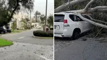 Fuertes vientos en Lima causan aparatosa caída de árbol sobre vehículo en La Molina