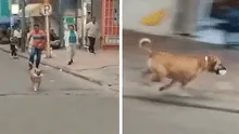 ¡El ladrón más adorable! Perrito roba comida a una joven y lo apodan 'el roba carne': "Por fortuna, nadie resultó herido"