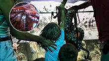 Niño de 6 años queda gravemente herido tras ataque de pulpo gigante en acuario de Texas, EEUU: animal se aferró al menor