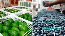 La palta y el arándano se consolidan en mercado francés: agroexportaciones peruanas crecieron en un 21%