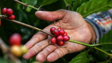 Starbucks Perú lanza la 4.ª edición de “Todos Somos Café” para apoyar a caficultores en Tingo María