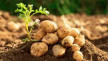 Científicos descubren el origen de la papa moderna: un cruce con el tomate hace 9 millones de años