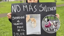 Indignación en Los Olivos: al menos 12 perros mueren envenenados cerca de colegio y vecinos exigen justicia Indignación en Los Olivos: al menos 12 perros mueren envenenados cerca de colegio y vecinos exigen justicia