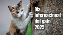 Día del gato 2025: ¿por qué se celebra el 8 de agosto y en otras dos fechas más en el año?