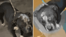 Perrito es hallado con cortes de machete en el rostro en Ate: can podría perder la visión del ojo izquierdo y dueños sospechan de su vecino