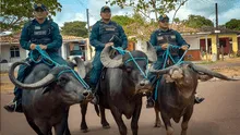Fuerza policial en Brasil utiliza búfalos de agua de casi mil kilogramos para patrullar pantanos y ríos en una isla