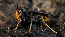 China desarrolla "abejas espía" que podrían ser usadas en casos militares: las controlan con agujas en su cerebro China desarrolla "abejas espía" que podrían ser usadas en casos militares: las controlan con agujas en su cerebro