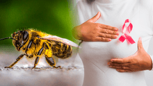Científicos descubren que el veneno de abeja podría ser clave para un nuevo tratamiento para frenar y eliminar el cáncer de mama