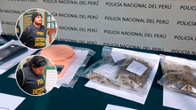 Tacna: capturan a 'Los pitufos' con invernadero de hongos alucinógenos