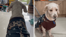 Dueño dejó a su perrito en peluquería canina en Comas y nunca regresó: había dejado falso número a veterinario