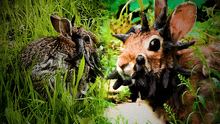 ¿Extraño virus que hace que les salgan cuernos a los conejos en EEUU puede transferirse a humanos? Expertos responden