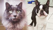 Científicos del Reino Unido desarrollan IA para interpretar emociones en los animales a través de sus expresiones faciales Científicos del Reino Unido desarrollan IA para interpretar emociones en los animales a través de sus expresiones faciales