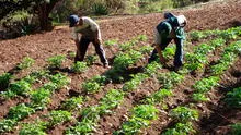 El producto estrella del Perú que lidera las exportaciones y superó a Chile como principal productor mundial: crece al 122% anual