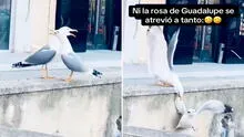 Gaviota agarra a su compañera de un ala para evitar que caiga y en redes bromean con ‘dramática’ escena: “Ni en la rosa de Guadalupe” Gaviota agarra a su compañera de un ala para evitar que caiga y en redes bromean con ‘dramática’ escena: “Ni en la rosa de Guadalupe”