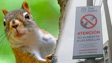 Alimentar ardillas en la vía pública costará más de S/500 de multa