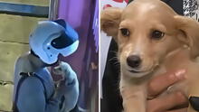 Repartidor abandona cachorra de dos meses lanzándola por las rejas de una veterinaria en Ate Repartidor abandona cachorra de dos meses lanzándola por las rejas de una veterinaria en Ate