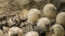 Scientists discover 70-million-year-old dinosaur embryo preserved in egg