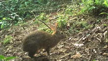 Rare species rediscovered after 120 years, leaving experts 'amazed'
