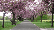 First day of Spring 2025: Date, meaning, and Vernal Equinox facts