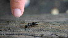 Ant smugglers caught: Why were they smuggling these insects?