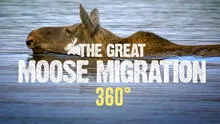 Natural spectacle in Sweden: Where to watch the moose migration live?