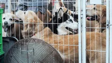 150+ dogs rescued from 'extremely poor' conditions in Utah home
