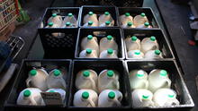 FDA suspends milk quality testing amid massive HHS staff cuts