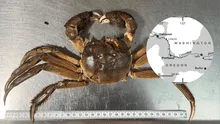 Attention, Pacific Northwest residents! Invasive Chinese mitten crabs spotted – Are they in your area?