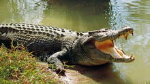 Tourist gets bitten by crocodile at Philippines wetlands park after mistaking it for a statue