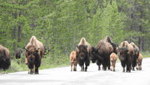 Florida man injured by bison in Yellowstone National Park