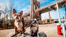 Good news for New Yorkers! New law allows ban animal abusers from owning pets again