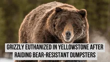 Yellowstone’s 11-year-old grizzly euthanized after raiding bear-resistant dumpsters