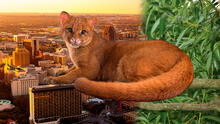 After 40 years of absence, an extinct-thought predator Cat is found in its natural environment in Texas