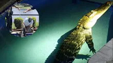 Alligator found in Florida Backyard Pool captured safely in Jensen Beach
