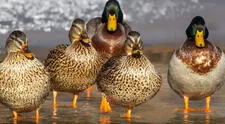 ¿Qué significa soñar con patos? ¿Es positivo o negativo? Te lo contamos
