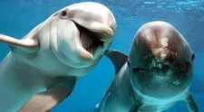 ¿Soñar con delfines tiene algún significado especial para tu vida?