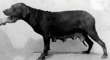 El caso del pitbull peruano, la raza de perros que fue creada hace más de 100 años y desapareció en el tiempo