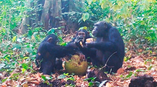 Biólogos graban por primera vez a un grupo de chimpancés embriagándose con fruta fermentada