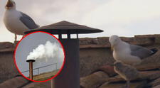 Gaviotas con su polluelo se roban la atención en el Vaticano durante el histórico humo blanco papal