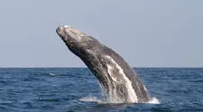 Perú lidera esfuerzos internacionales para proteger la biodiversidad marina en alta mar