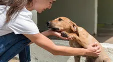 Huéspedes de corazón: La jornada de adopción familiar que busca dar un nuevo hogar a decenas de caninos este fin de semana