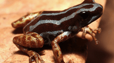 Biólogos descubren una nueva especie de rana venenosa con patas doradas oculta en la Amazonía